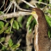 heron_tiger_rufescent_la_v_1405_ecu3587.jpg
